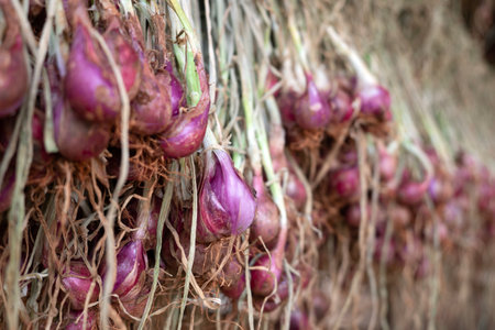 Close up Red Onions displayed in local farmers' Warehouse.の写真素材