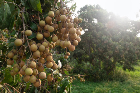 Longan orchards, Tropical fruits longan on the tree in Chiang Mai Province, Thailand.