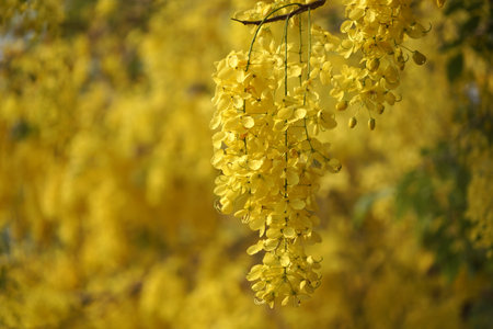 Golden shower Tree, Cassia Fistula or Pudding-pine Tree for Nature Background in Thailand and Southeast-Asia.の写真素材