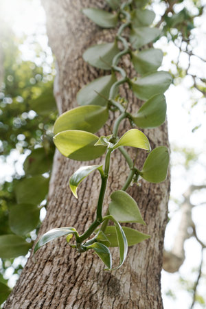 The Vanilla on plantation in agriculture in tropical climate.の写真素材