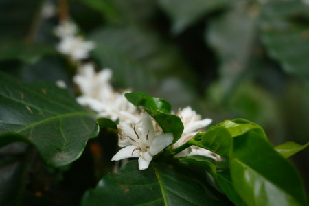 Coffee flower blossom for nature background.の写真素材