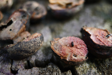 Bugs or Snout Beetles in Coffee Beans, Coffee Berry Borer insects that eat and destroy Coffee Beans.