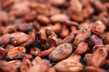 Cocoa Beans drying at sun after roasted in farm for nature background.の写真素材