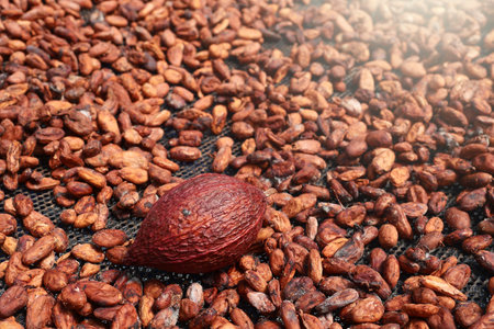Cocoa Beans drying at sun after roasted in farm for nature background.の写真素材