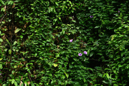 Purple flower on green leaves background, Nature background, Thailand.の写真素材