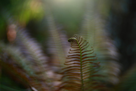 Fern leaf in the forest with bokeh background, Thailand.