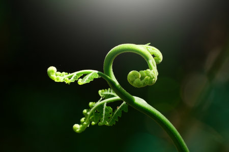 green fern leaf in the nature or in the garden on black backgroundの写真素材