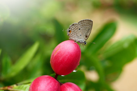 butterfly on a red flower with green leaves in the gardenの写真素材