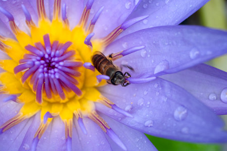Honey Bee and Lotus Flower for nature background.の写真素材