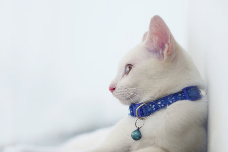 White cat with blue collar sitting on the windowsill, selective focusの写真素材