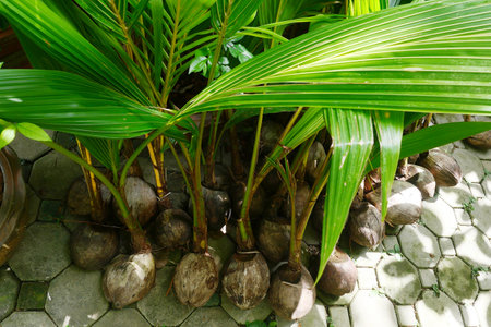 Coconut tree in the garden on the stone walkway.