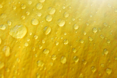 Water drops on petals of a yellow tulip macro close upの写真素材
