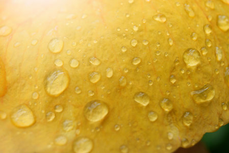 Water droplets on a yellow rose petal. Macro photography.の写真素材