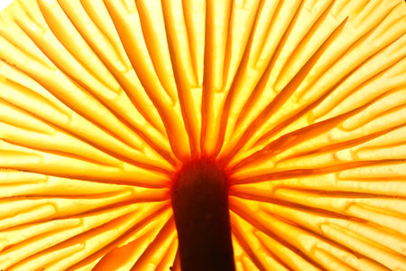 Macro shot of a yellow mushroom in the light of the sunの写真素材