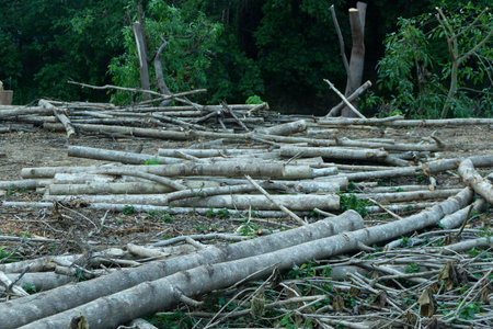 Deforestation in the forest. Deforestation in the forests of Thailand.