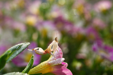 Pink Orchid Mantis in Thailand and Southeast-Asia.の写真素材
