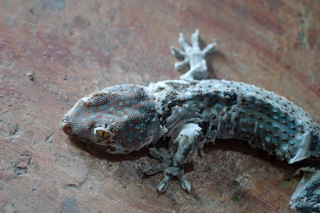 gecko on the wood floor, close-up of lizard.の写真素材