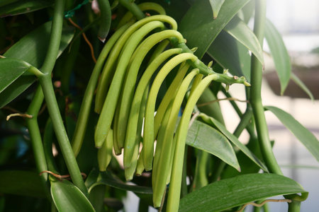 Vanilla Pod plants in nature background.の写真素材
