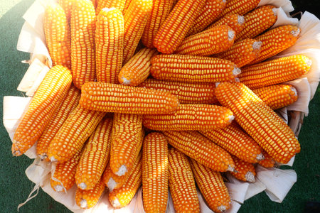 organic grain yellow corn seed or maize and dry corn cob background.