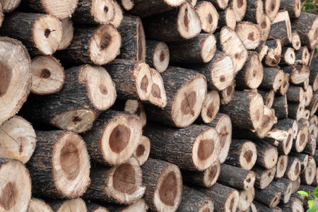 Wood logs pattern for nature Background.の写真素材
