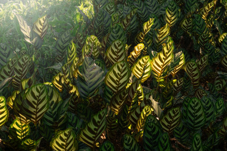 Beautiful Leaves plants pattern for nature background.の写真素材