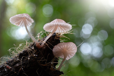 Mushrooms in Tropical Rainforest for Nature Background.の写真素材