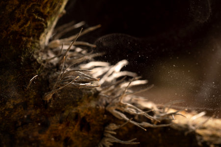 The fungus or Mushroom is releasing spores in the Tropical rainforest.