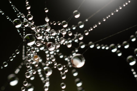 Water droplets on spider web in forests.