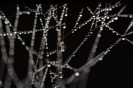 Water droplets on spider web in forests.