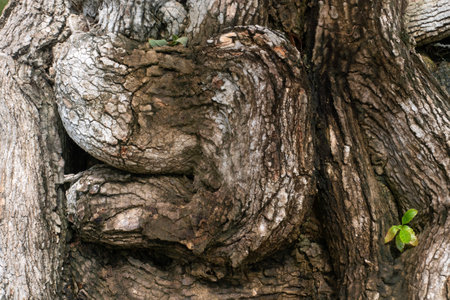 Texture of Root Plant for nature background.の写真素材