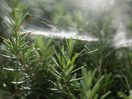 Rosemary plants in nature background.