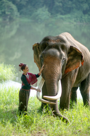 Beautiful young woman in Lanna costume with Thai elephant.の写真素材