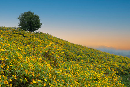 Thung Dok Bua Tong or Wild Mexican Sunflowers Fields blooming at Doi Khun Yuam, Mae Hong Son, Thailand.の写真素材