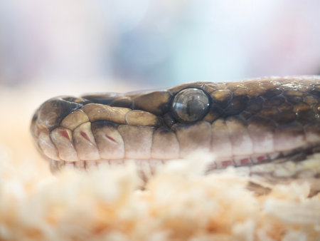 Snake are popular pet in Thailand in the acrylic cabinet waiting to be sold.