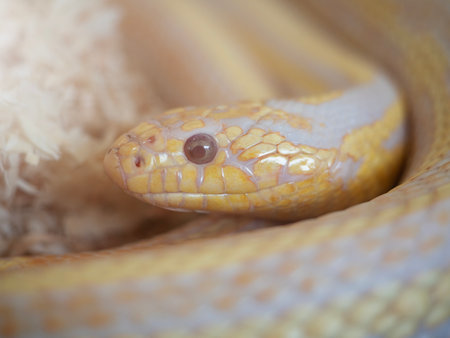 Snakes are popular pets in Thailand in an acrylic cabinet waiting to be sold.の写真素材