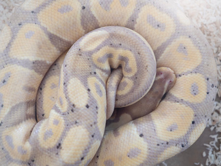 Snake is a popular pet in Thailand in the acrylic cabinet waiting to be sold.