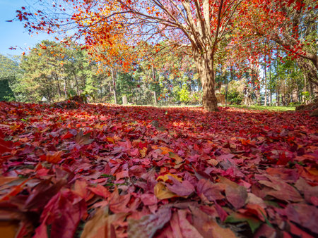 Red Maple leaves at Doi Inthanon National Park in Chiang Mai, Thailand.の写真素材