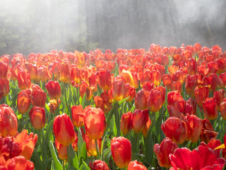 Tulip flowers in the garden.の写真素材