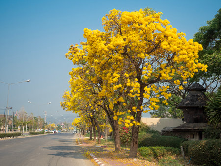 CHIANG MAI, THAILAND  MARCH 15, 2025 : Ratchaphruek Road full of yellow flowers in Thai summer.の写真素材