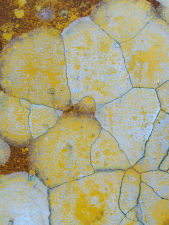 Colors of lichen in nature for background.