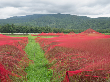 Nets for covering crops to prevent weeds and insects in agricultural areas.の写真素材
