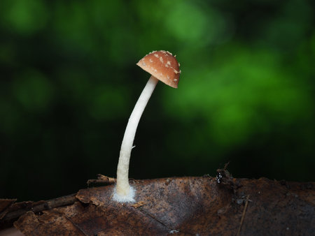 Mushroom in Tropical Rainforest for nature background.の写真素材