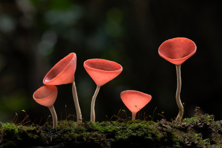 Mushroom in Tropical Rainforest for nature background.