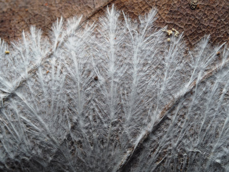 Close up Fungus from Tropical Rainforest.