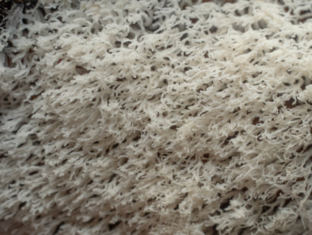 Close up Fungus from Tropical Rainforest.の写真素材