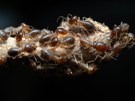 Termites are looking for food on the ground.The insects that damage the house.