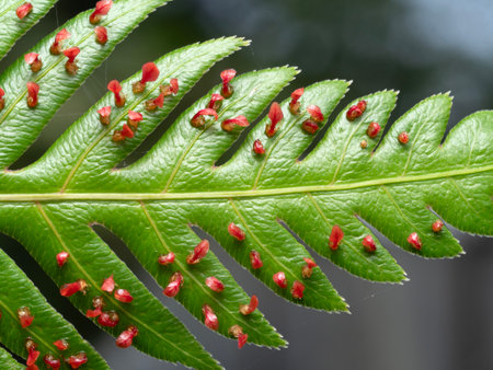 Red fern sprouts growing from large fern leaves for nature background.