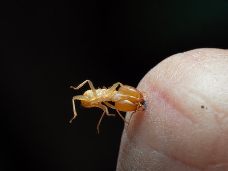 Termites are on human skin.