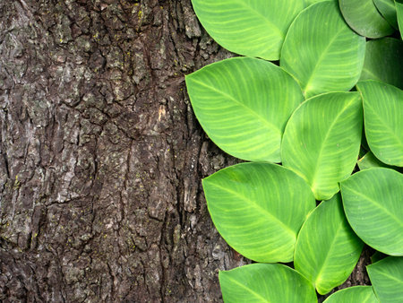 Rhaphidophora Celatocaulis plants growing on the tree.