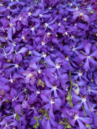 Beautiful Flowers pattern for nature background.